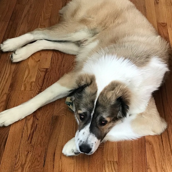 Meet your Posher, Meena - Picture 1 of 1